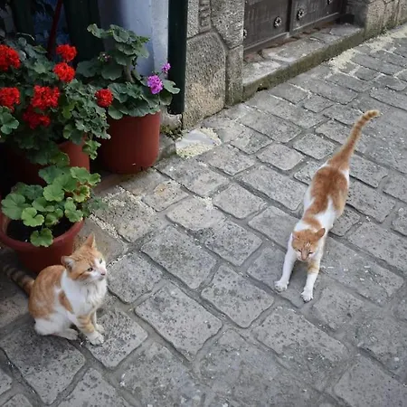 别墅 Musa With Private Pool